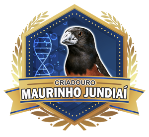 Criadouro Maurinho Jundiaí - Curió Praia Clássico